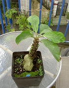 Myrmecodia echinata, seedlings on stem 1